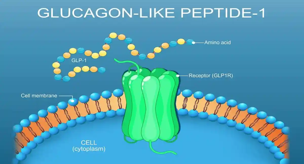 Glucagon-like peptide-1. Close-up of Cell membrane lipid bilayer with Receptor GLP1R. illustration.
