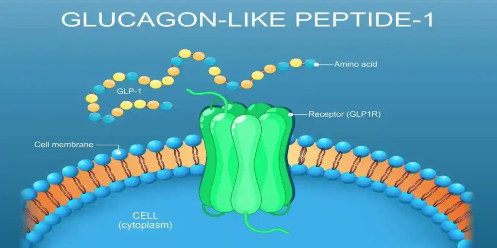 Glucagon-like peptide-1. Close-up of Cell membrane lipid bilayer with Receptor GLP1R. illustration. used in Zepbound Stomach Paralysis Lawsuits Update