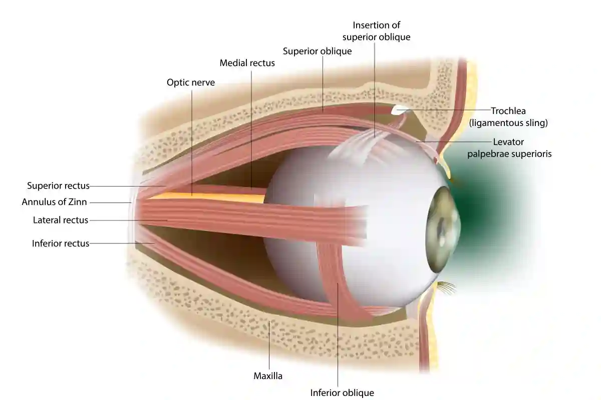 Human Eye Extraocular Muscles. Lateral surface. Ophthalmology. Eyes muscles in side view. Vector illustration used in Trulicity and NAION