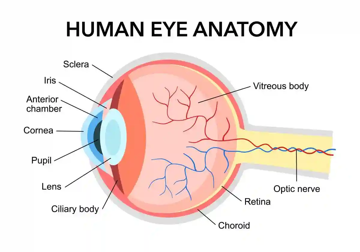 Human eye anatomy diagram in flat design on white background. used in Saxenda Vision Problems Update