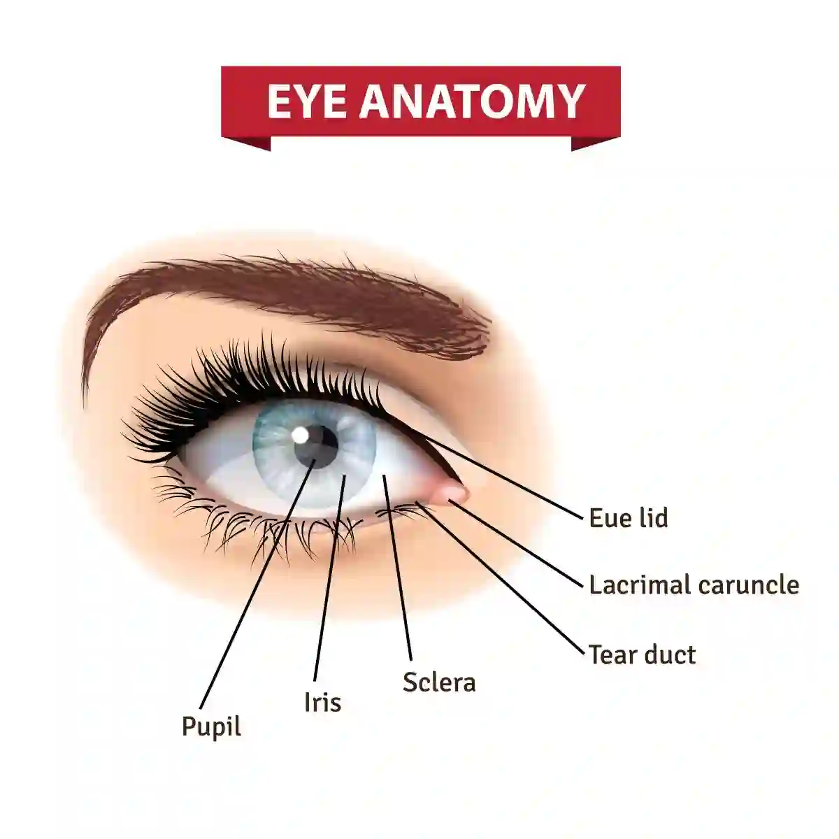Human Eye Anatomy in Detail Illustration
used in Wegovy and NAION update