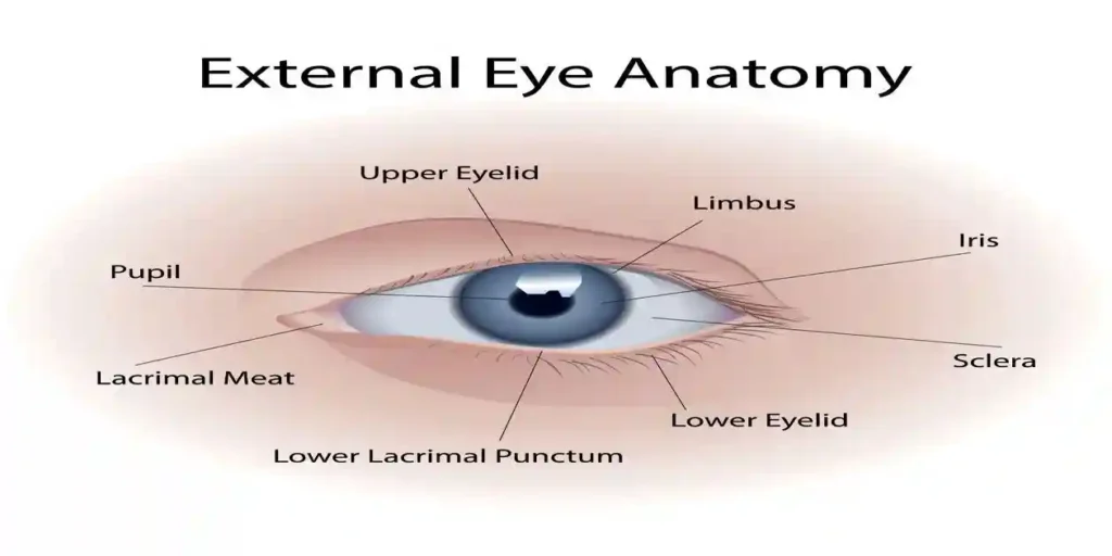 External eye anatomy infographic. Vector art illustration used in Nashville Eye Injury Attorney