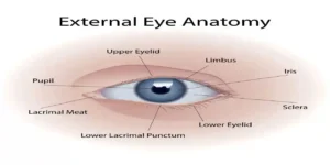 External eye anatomy infographic. Vector art illustration