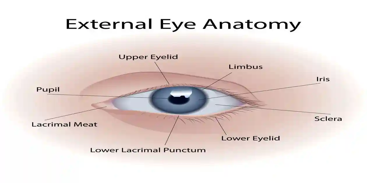 External eye anatomy infographic. Vector art illustration