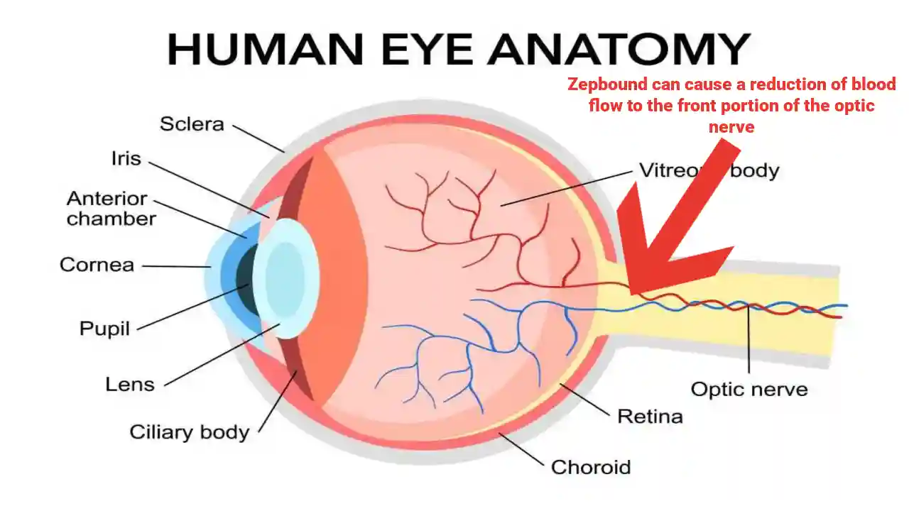 Human eye anatomy diagram in flat design on white background.
used in zepbound and naion