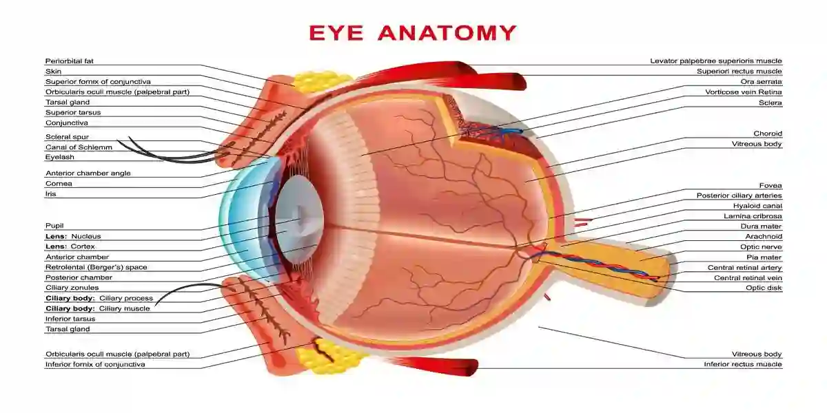 Human eye anatomy infographics organ inside structure on white background realistic vector illustration. concept background for web design used in rulicity and NAION Update