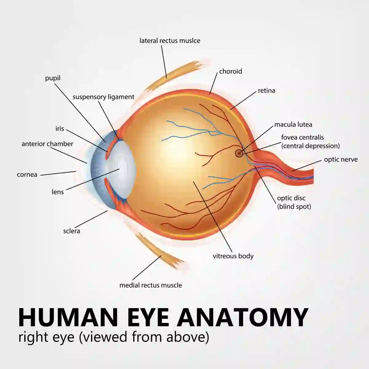 Human eye anatomy, right eye viewed from above in Trulicity and NAION Update