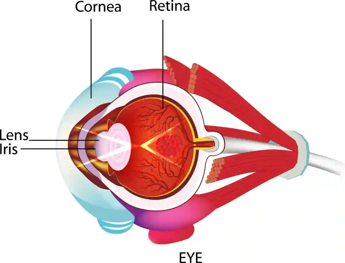 The Sense of Sight the cornea is the outermost part of the eye. USED IN Mounjaro eye stroke