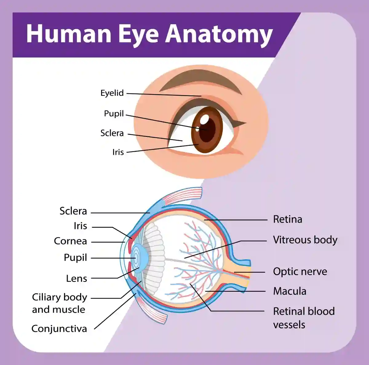 Diagram of human eye anatomy with label illustration
USED IN SAXENDA AND NAION UPDATE