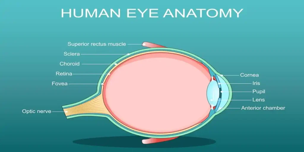 human eye anotomey used in Nashville Eye Injury Attorney