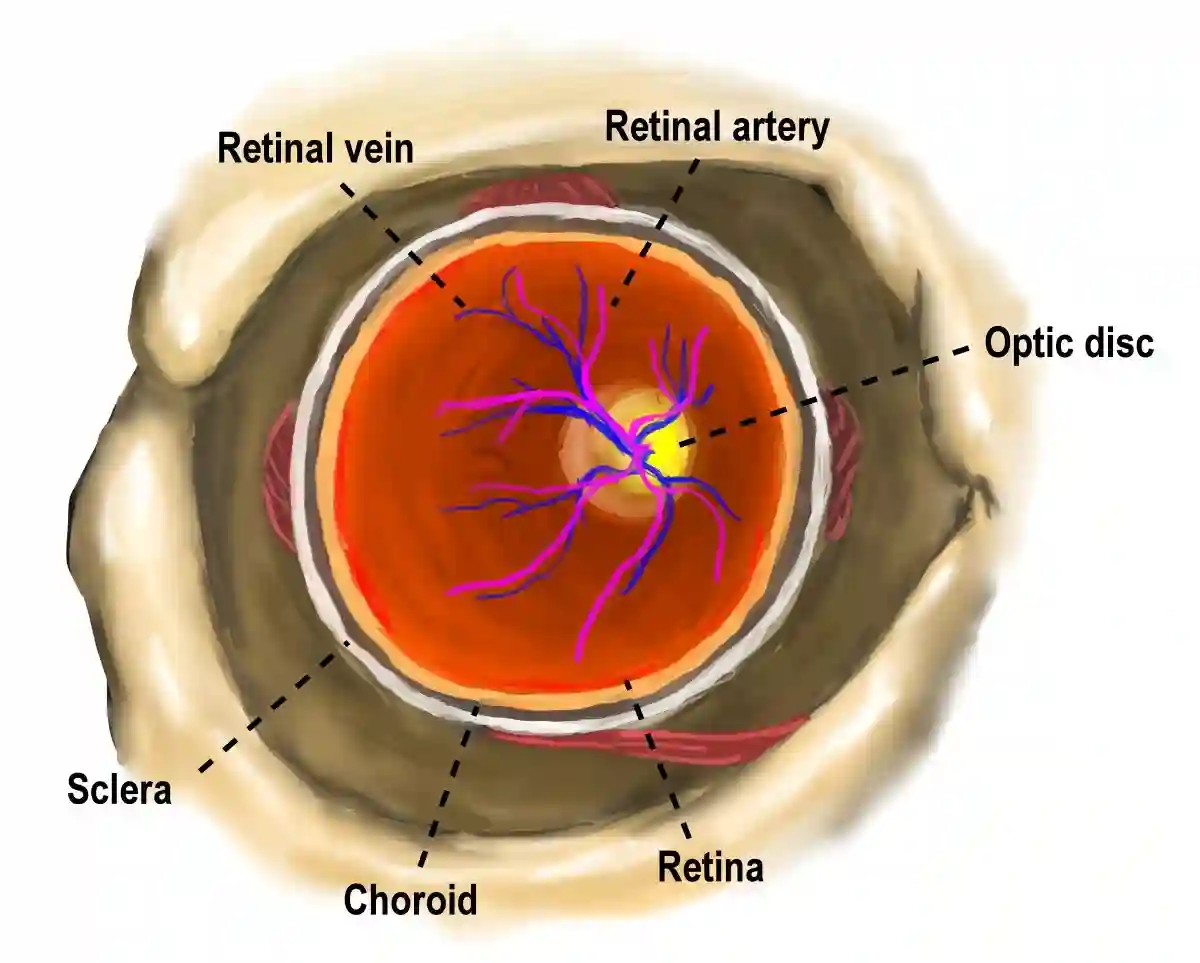 The anatomy of eye of human USED IN Mounjaro eye stroke 