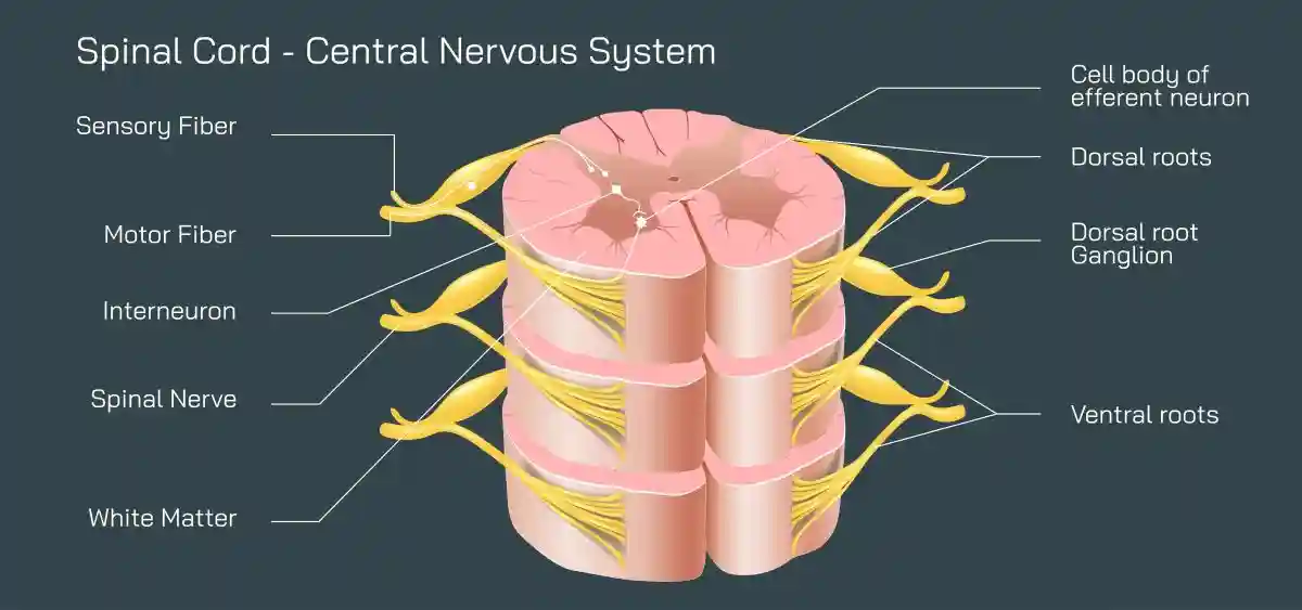 The central nervous system is made up of the brain and spinal cord. spinal cord carries message back and forth between the brain and the nerves that run throughout the body. Spinal vector illustration used in Nashville Spinal Cord Injury Lawyer