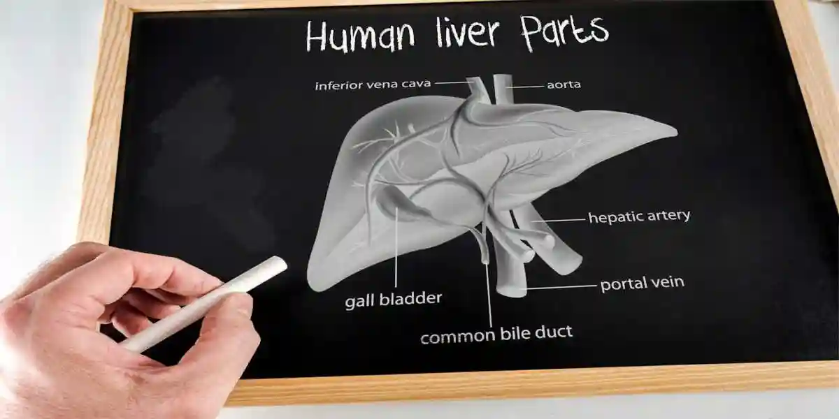 human liver parts Tennessee Ocaliva Lawsuit Lawyer 